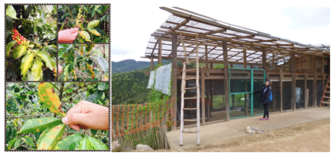 Coffee plants with Roya and insufficient fertilizer (Left) One model of solar dryer with calamina transparente (corrugated plastic sheets) (Right)