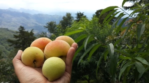 Peaches on the mountainside.